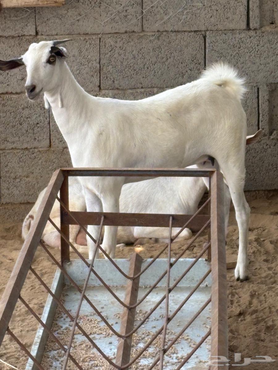 جفرة بيشية فاخرة64488643971587111