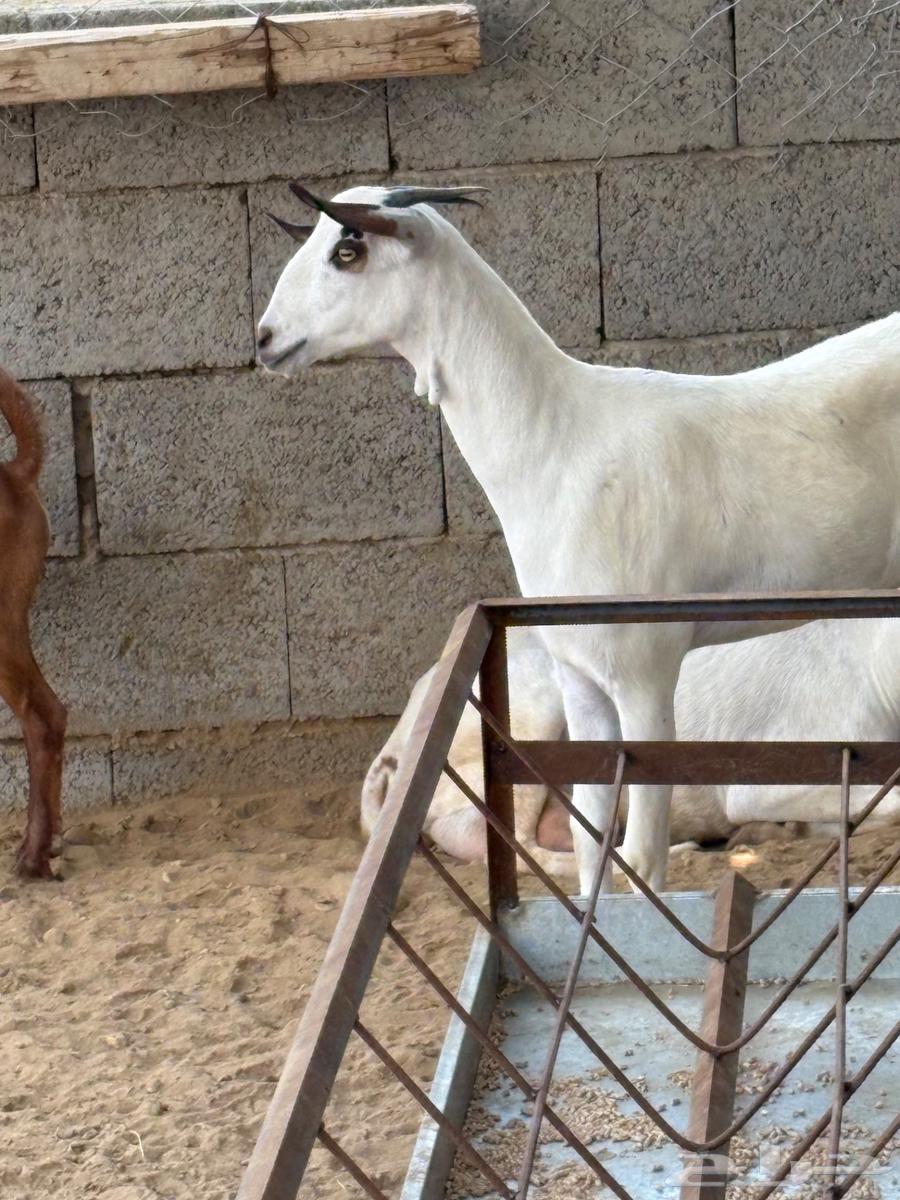 جفرة بيشية فاخرة64488643971587112