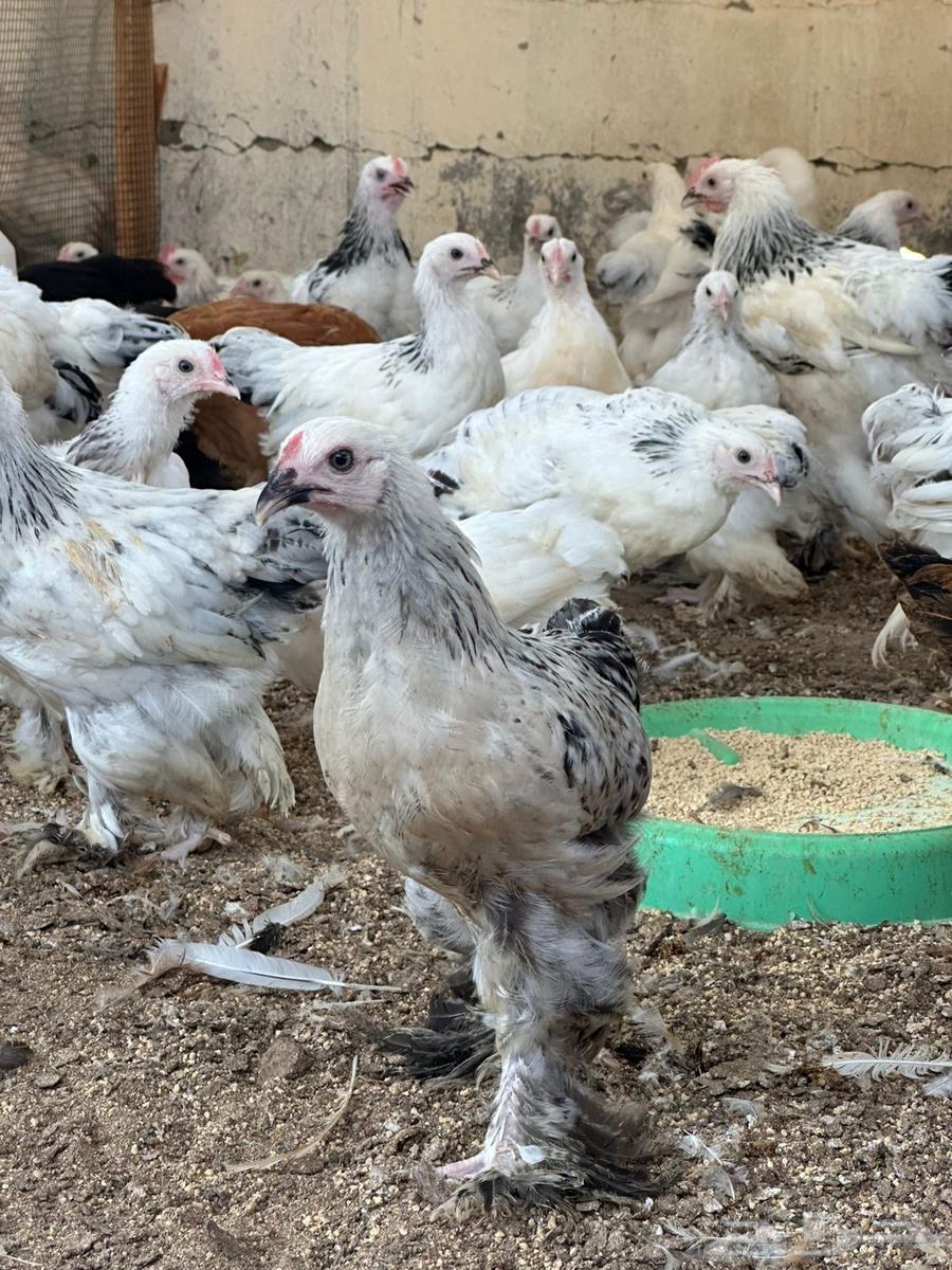 صيصان براهما للبيع64488685966851110