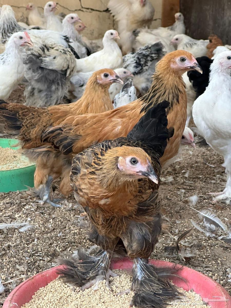 صيصان براهما للبيع64488685966851111