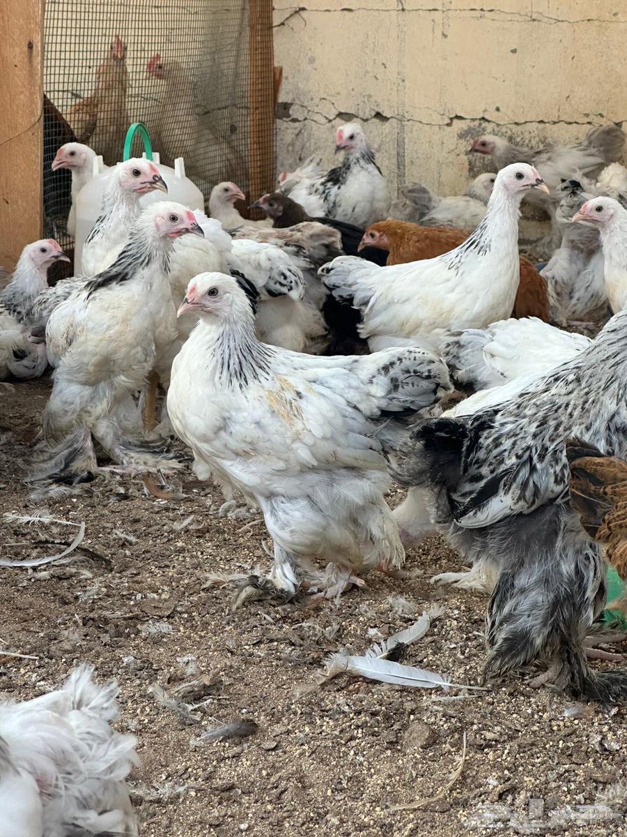 صيصان براهما للبيع64488685966851112