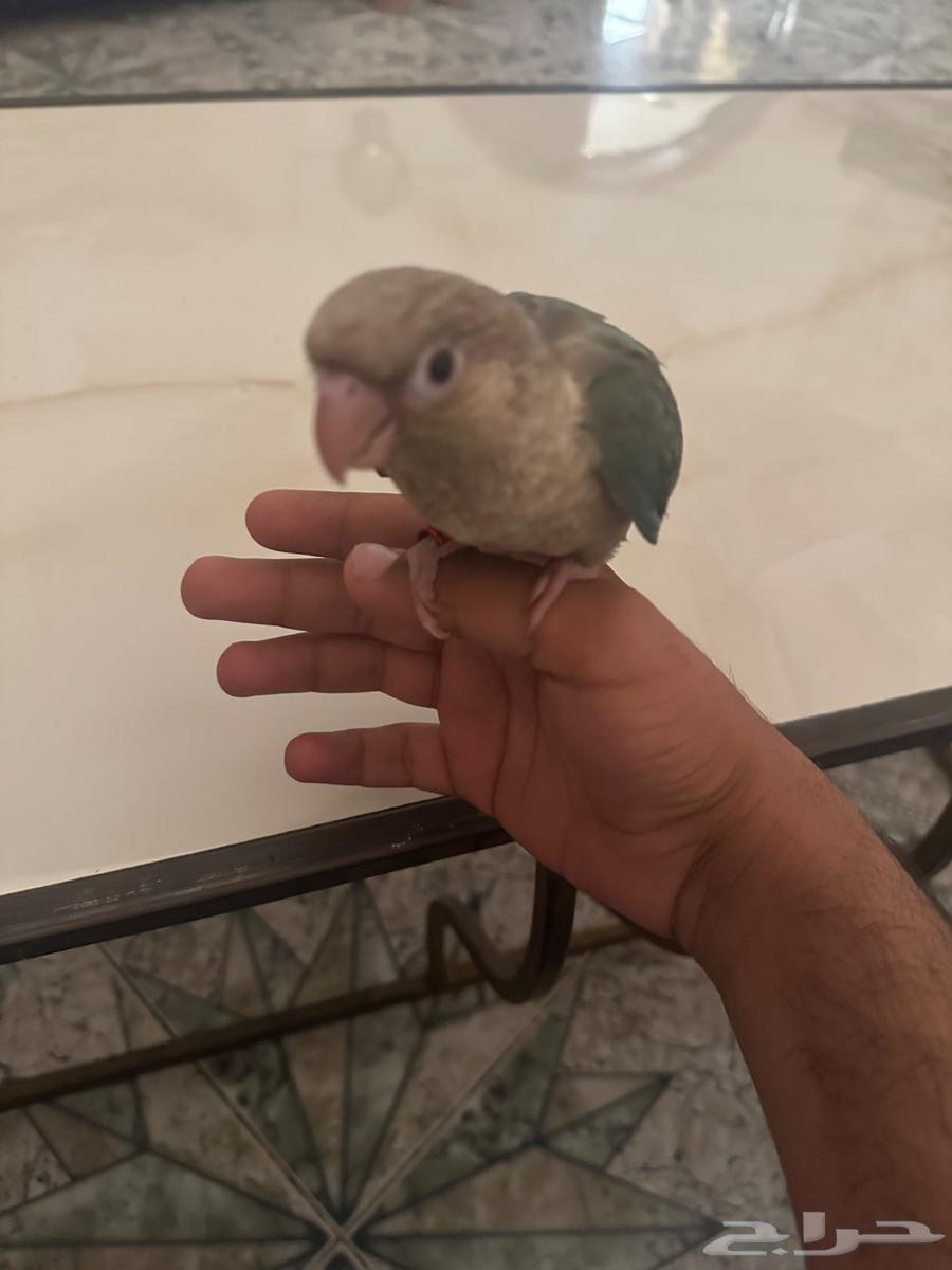 الجبيل الصناعية حي الاحساء64489281079810110