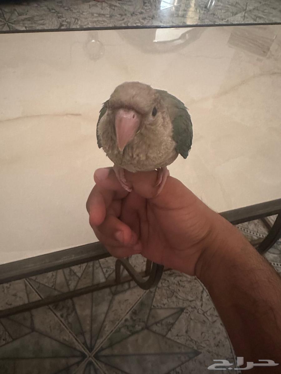 الجبيل الصناعية حي الاحساء64489281079810111