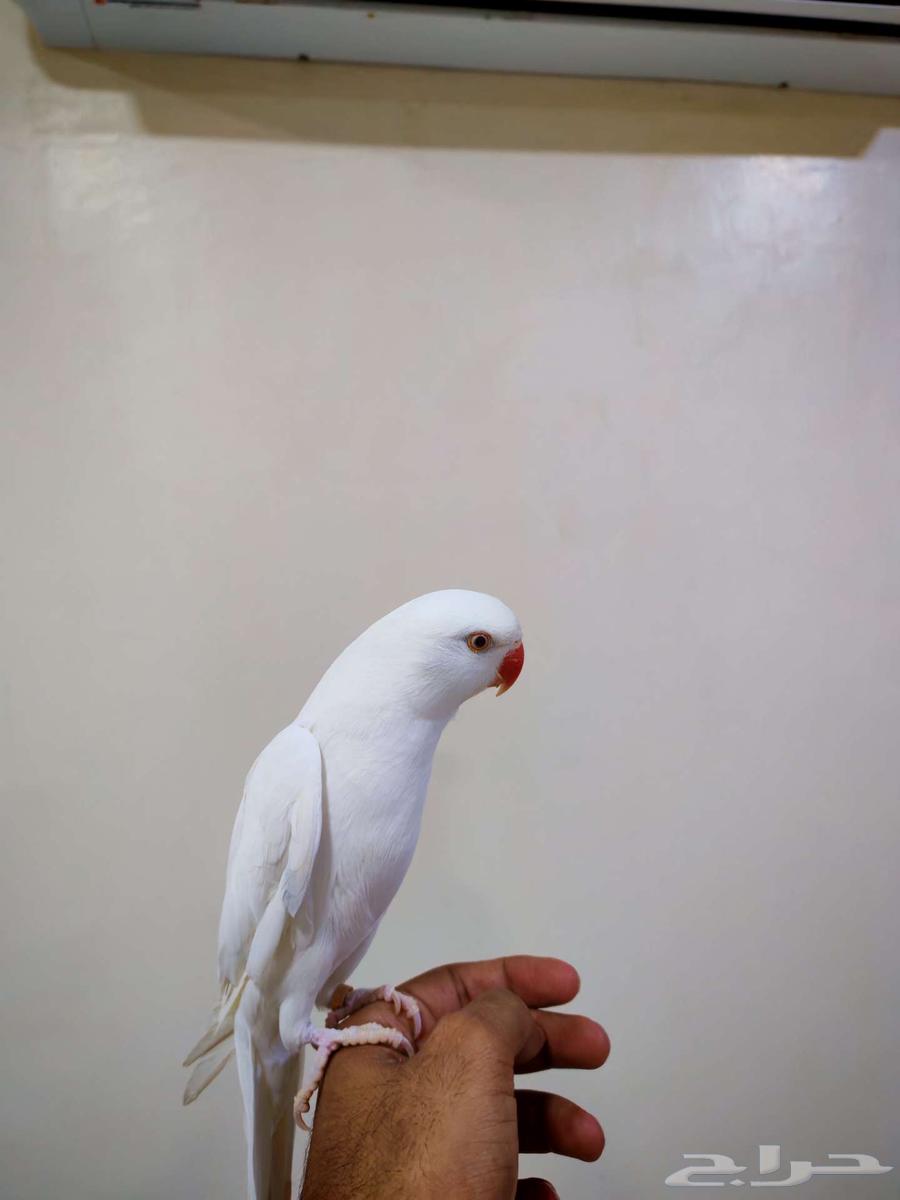 للبيع ذكر دره ابيض64489944642563112