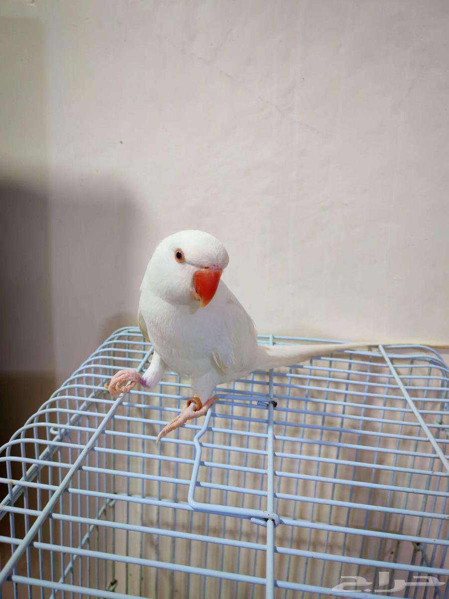 للبيع ذكر دره ابيض64489944642563110