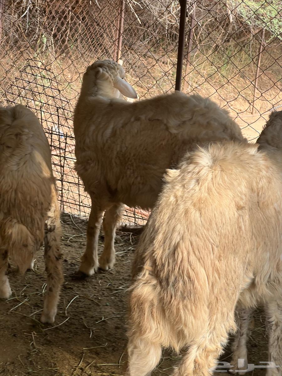 طليان حرية للبيع سليمة ان شاء الله من الامراض64490993594242110