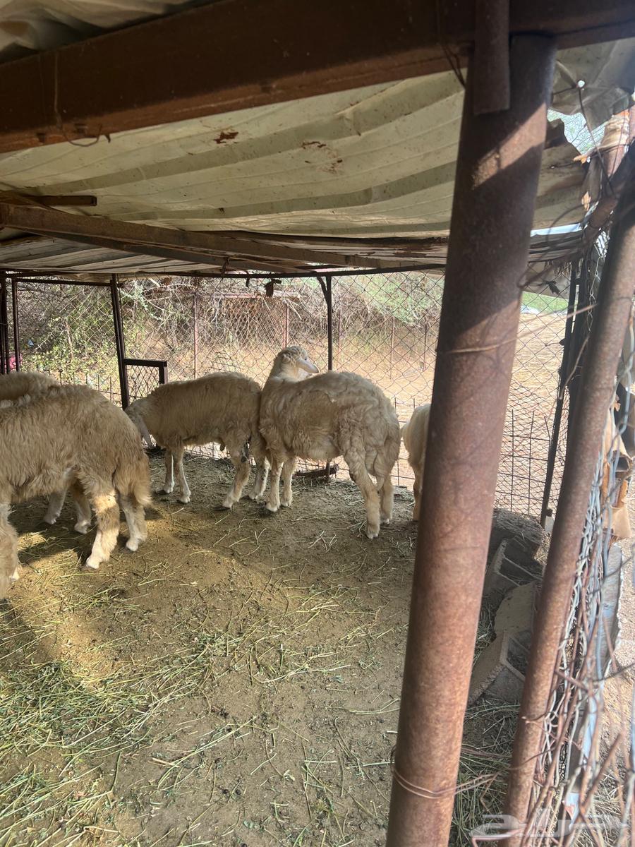 طليان حرية للبيع سليمة ان شاء الله من الامراض64490993594242114