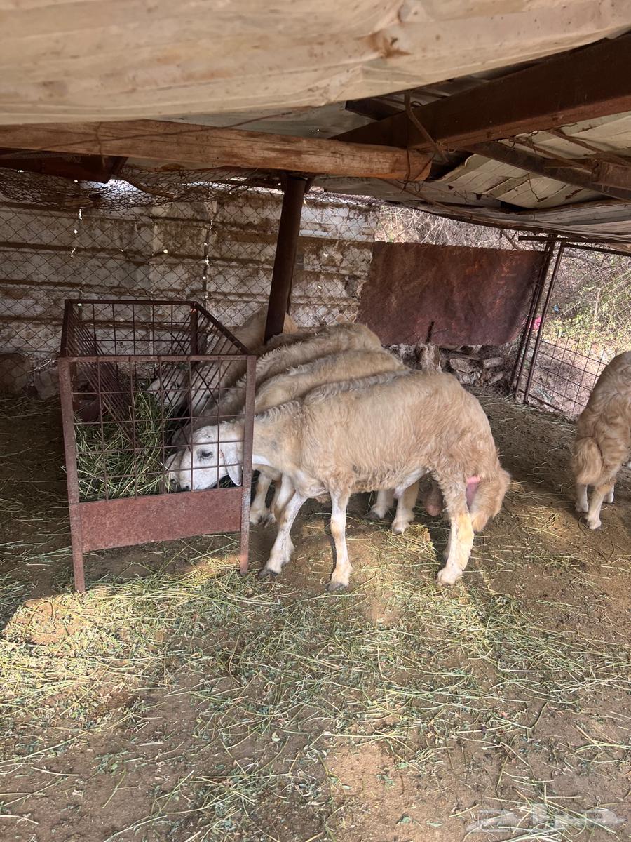 طليان حرية للبيع سليمة ان شاء الله من الامراض64490993594242112