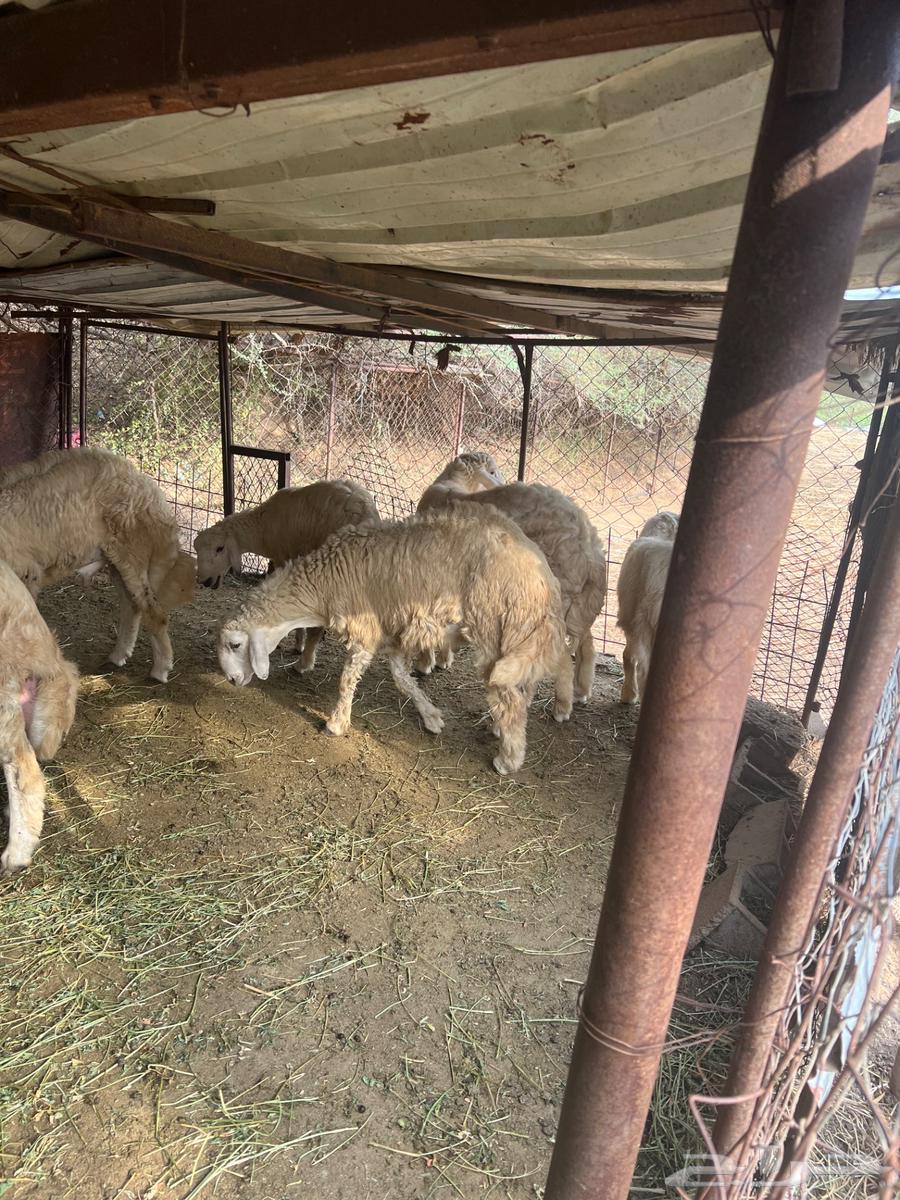 طليان حرية للبيع سليمة ان شاء الله من الامراض64490993594242113