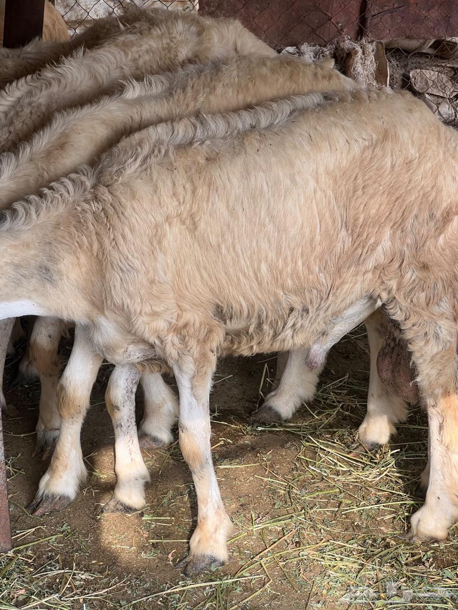 طليان حرية للبيع سليمة ان شاء الله من الامراض64490993594242111