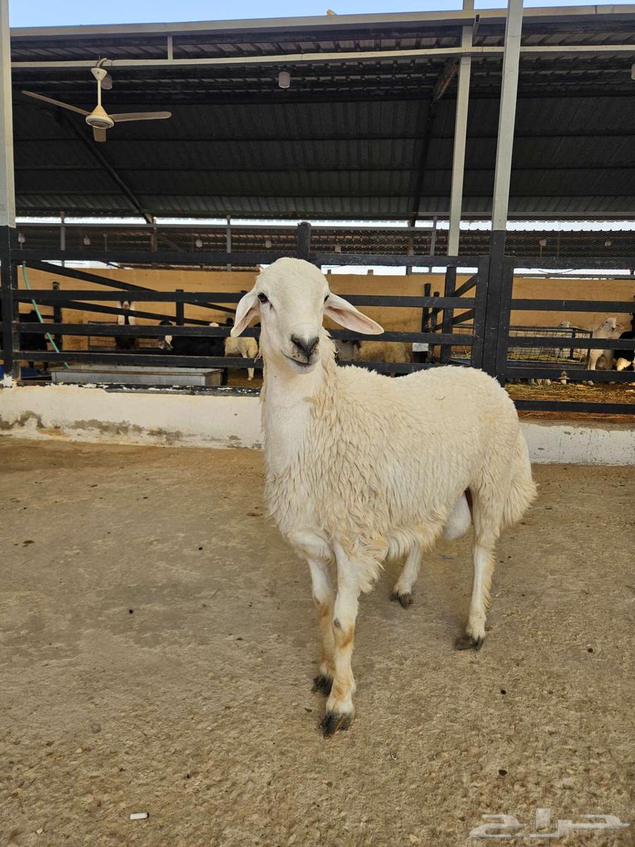 7-month-old free-range lamb64491932455938110