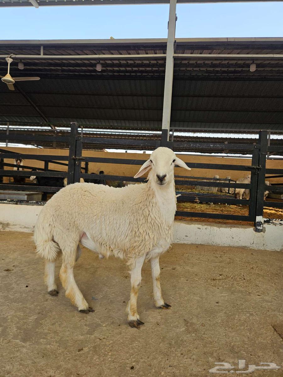 7-month-old free-range lamb64491932455938111