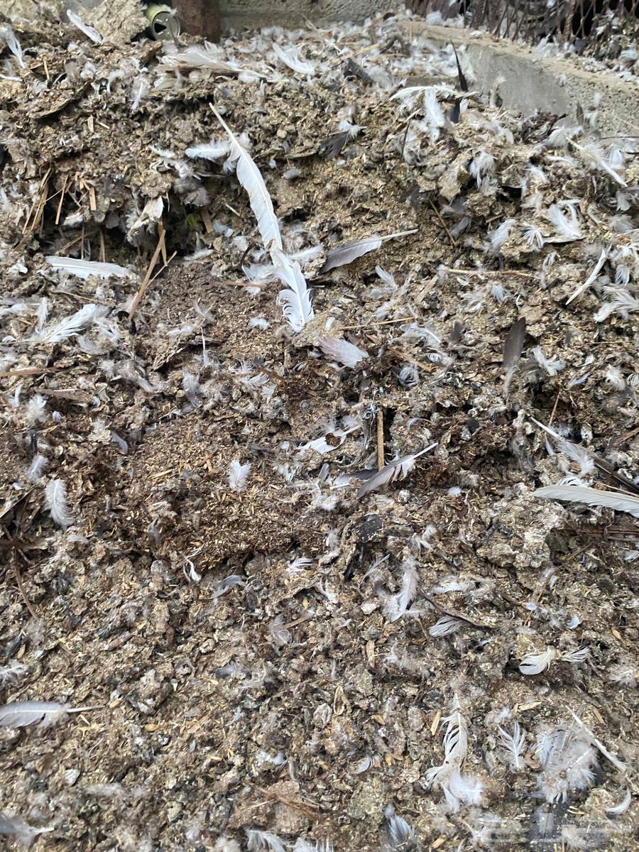 Bird Fertilizer64492434377985110