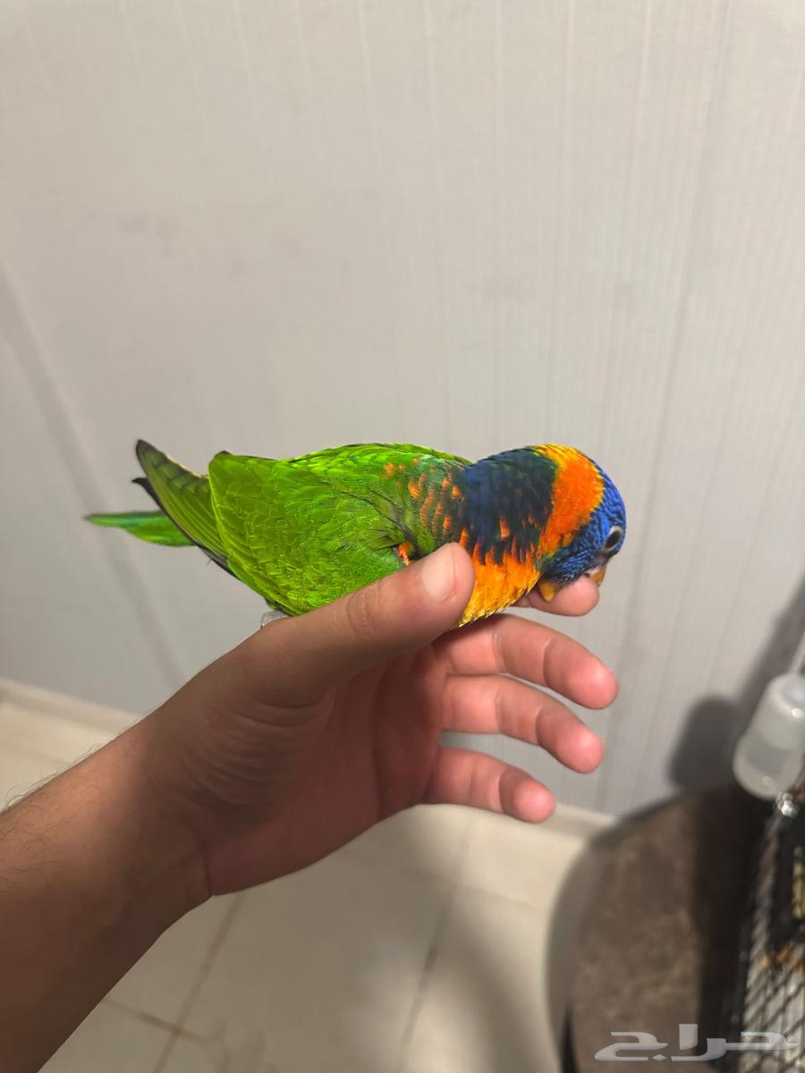 لوري الليف العمر 4 اشهور64493232340355114