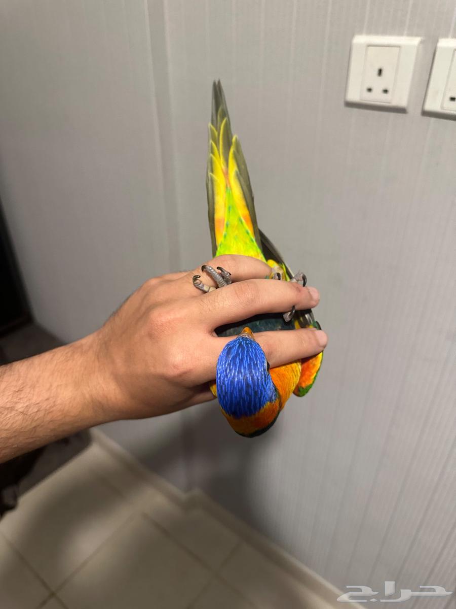 لوري الليف العمر 4 اشهور64493232340355113