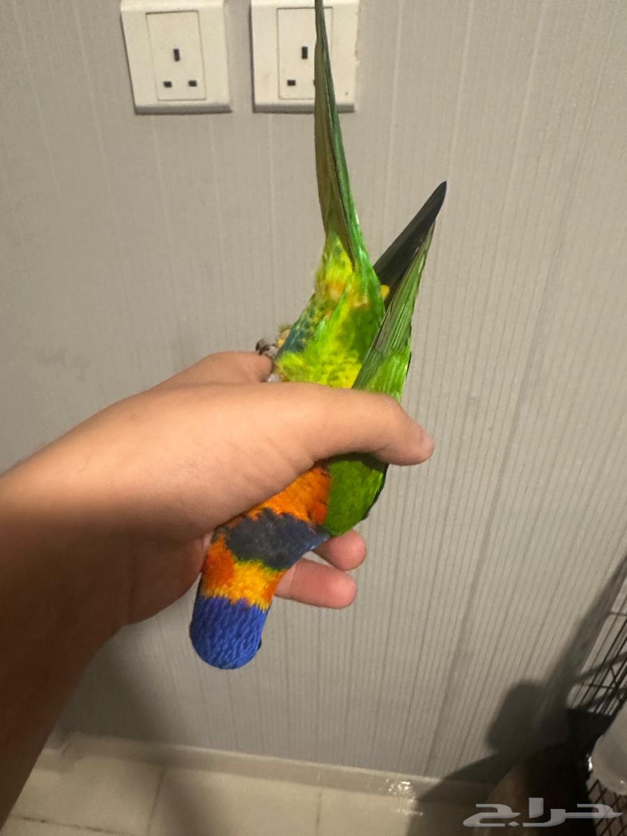 لوري الليف العمر 4 اشهور64493232340355110