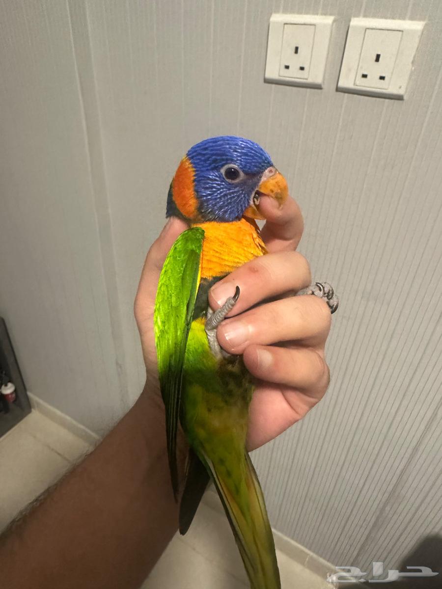 لوري الليف العمر 4 اشهور64493232340355112