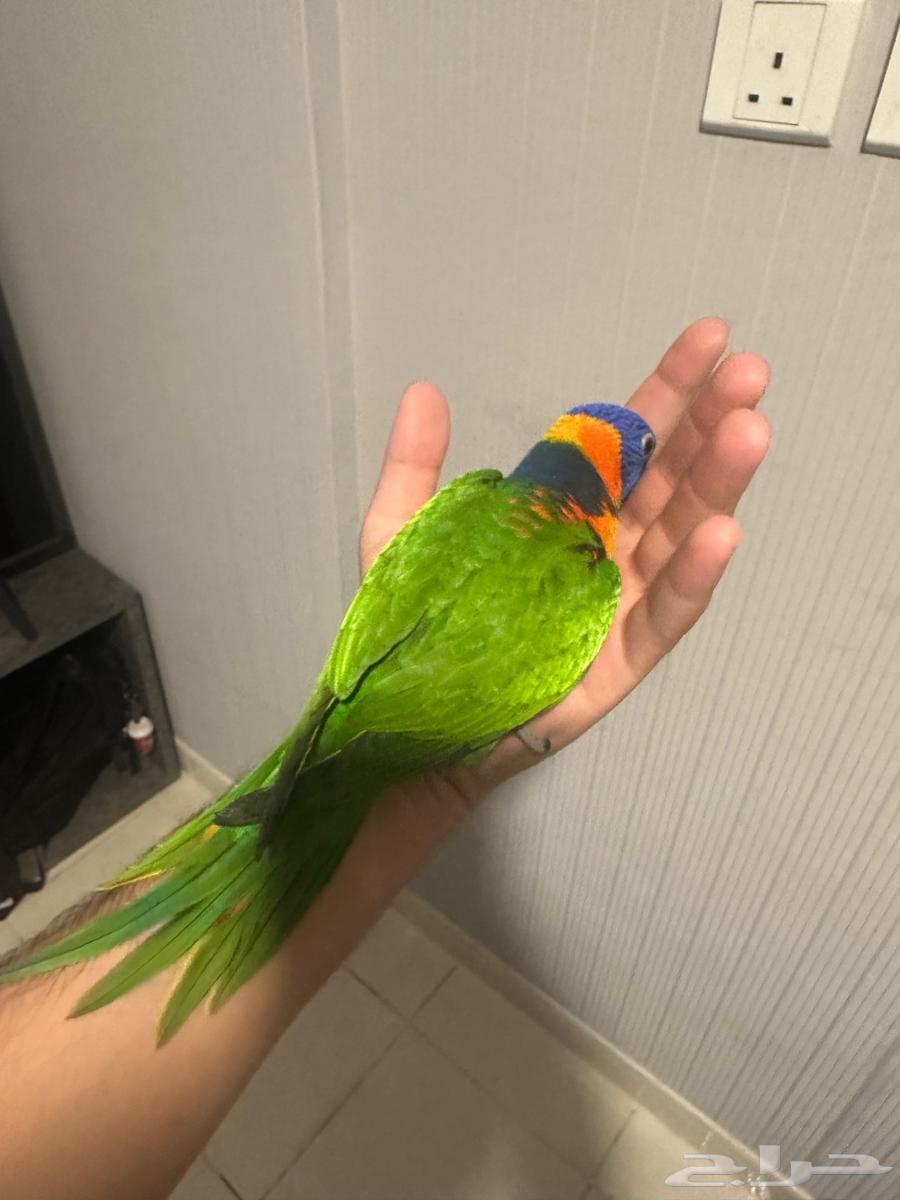 لوري الليف العمر 4 اشهور64493232340355111