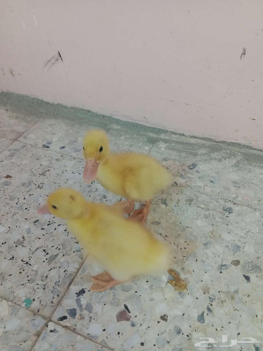 بط للبيع64493191424898111