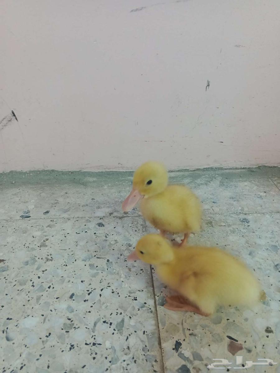 بط للبيع64493191424898112