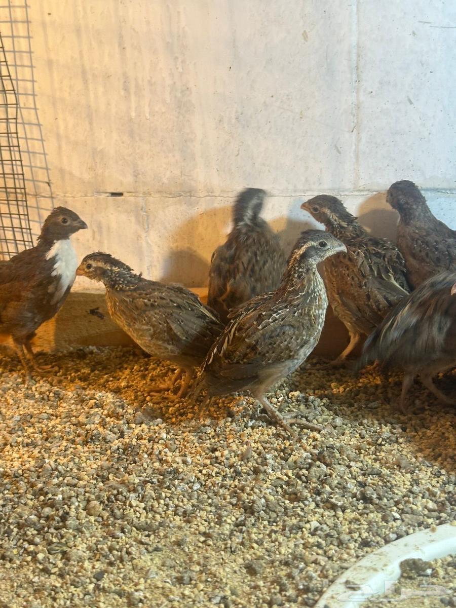 سمان بوب وايت64493232285313110