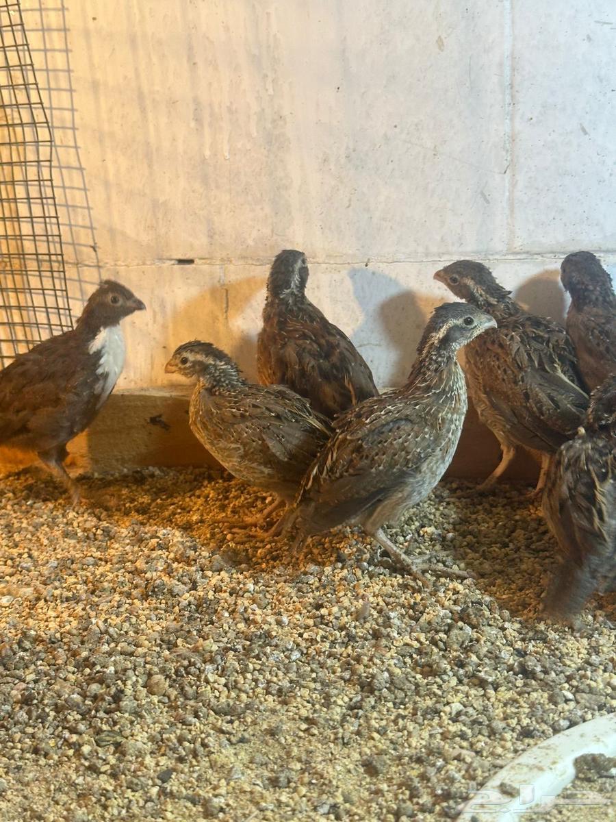 سمان بوب وايت64493232285313111