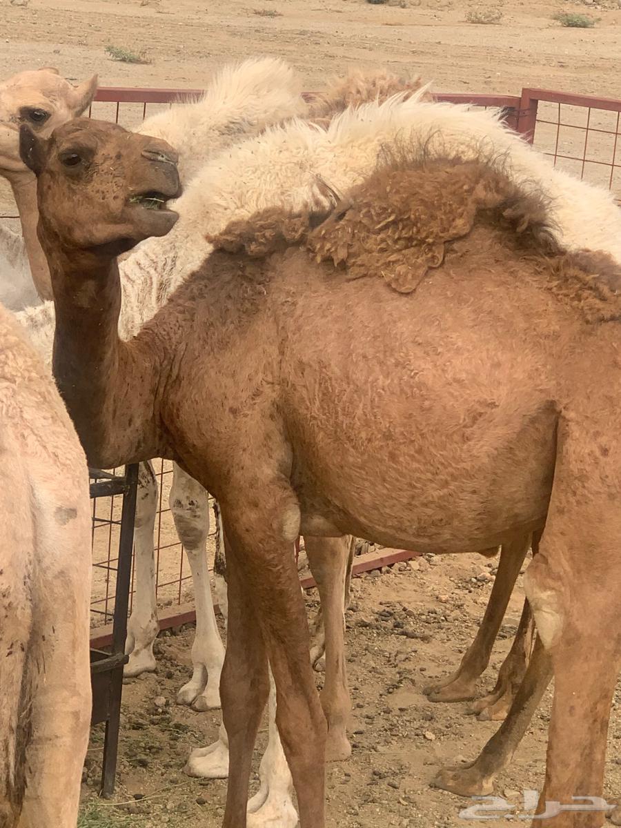 قعدان للبيع عدد 2 حمر64493809592067110