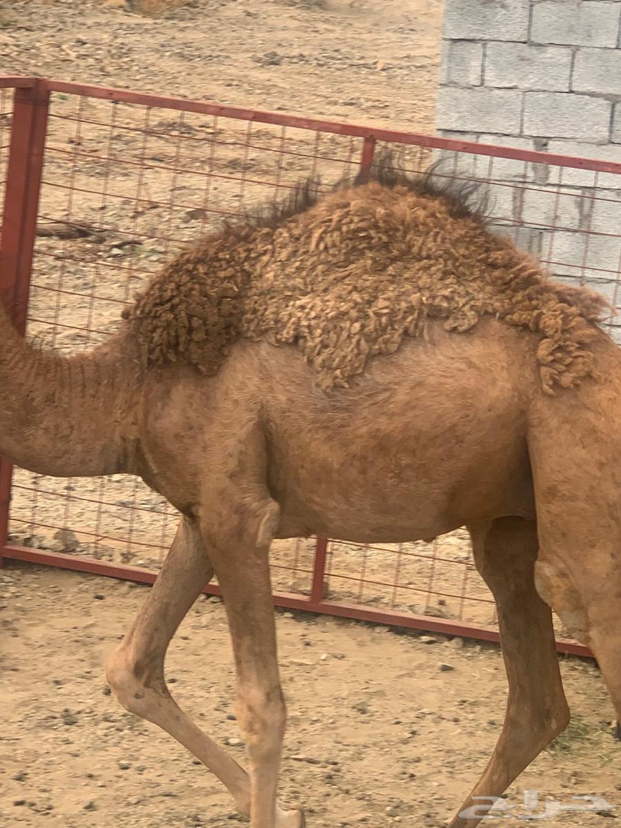 قعدان للبيع عدد 2 حمر64493809592067111