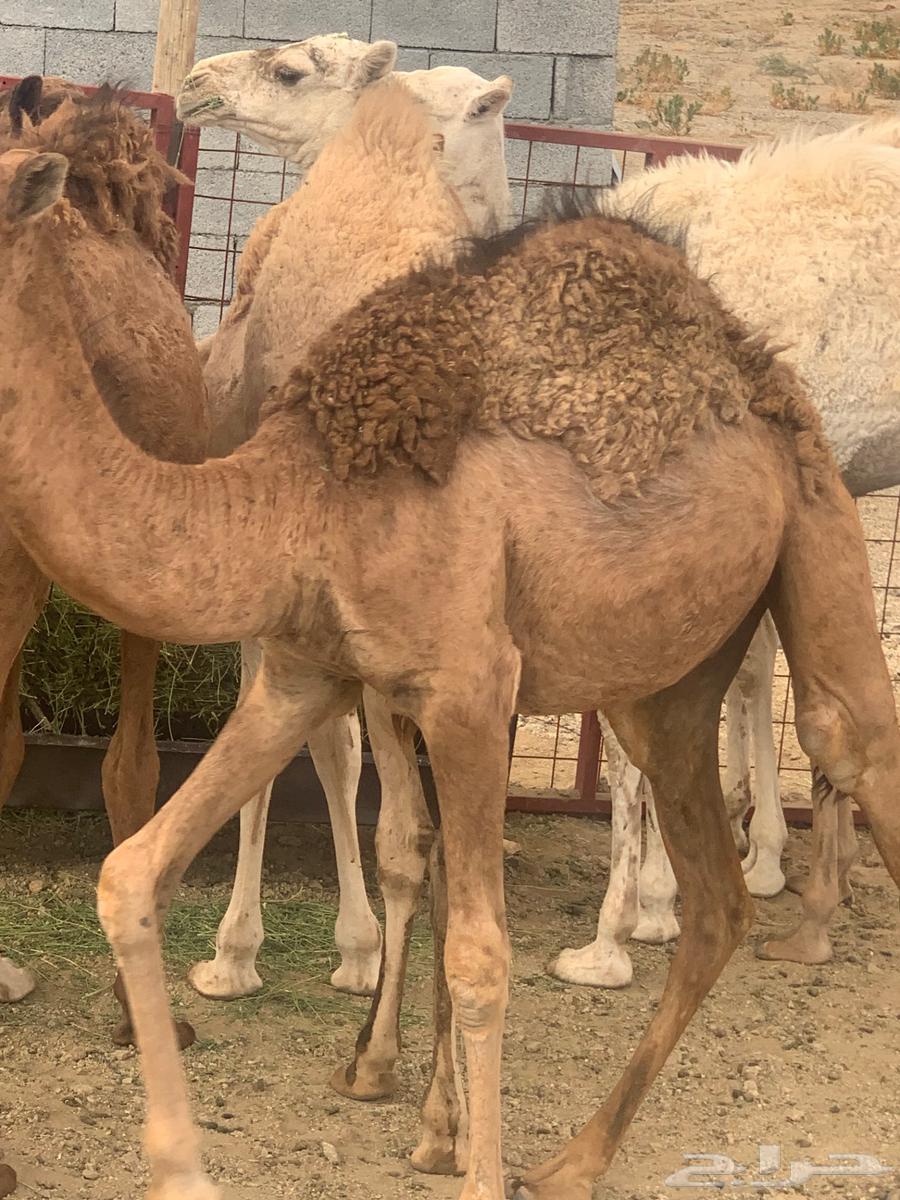 قعدان للبيع عدد 2 حمر64493809592067112