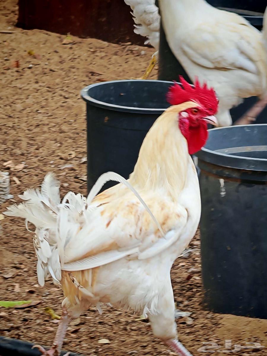 دجاج بلدي للبيع في ناوان غرب البقاقير64494468635394110