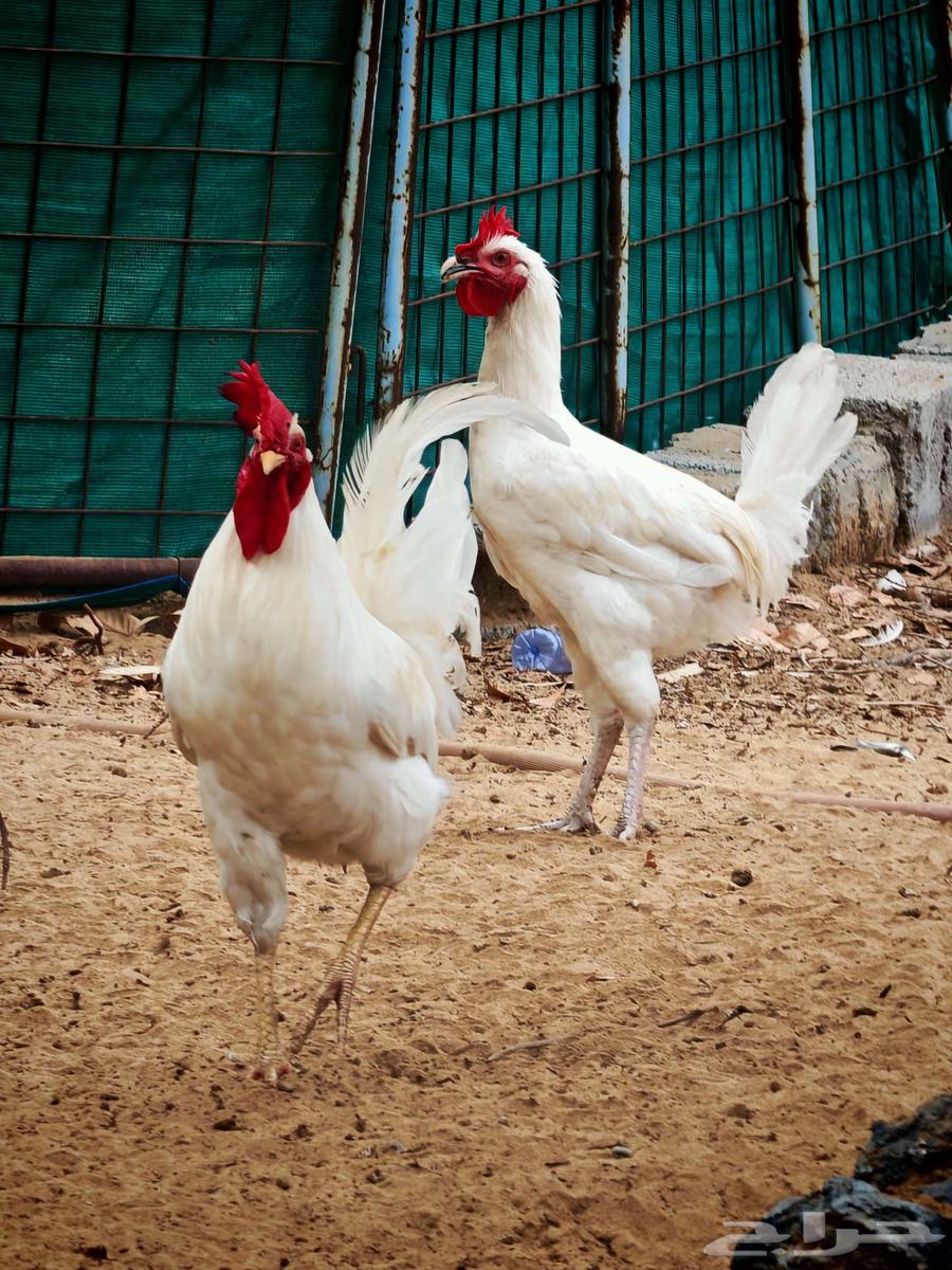 دجاج بلدي للبيع في ناوان غرب البقاقير64494468635394113