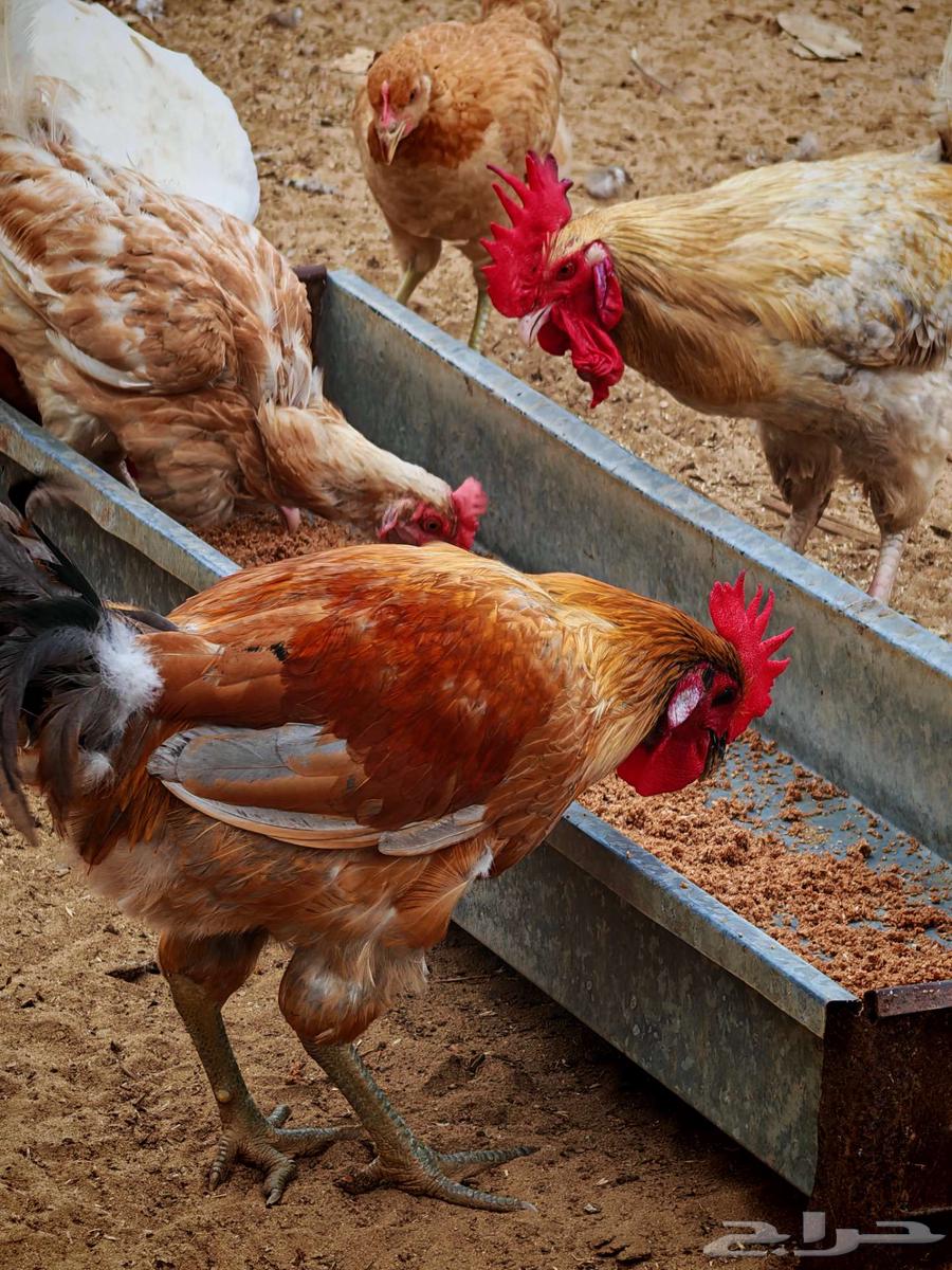 دجاج بلدي للبيع في ناوان غرب البقاقير64494468635394112