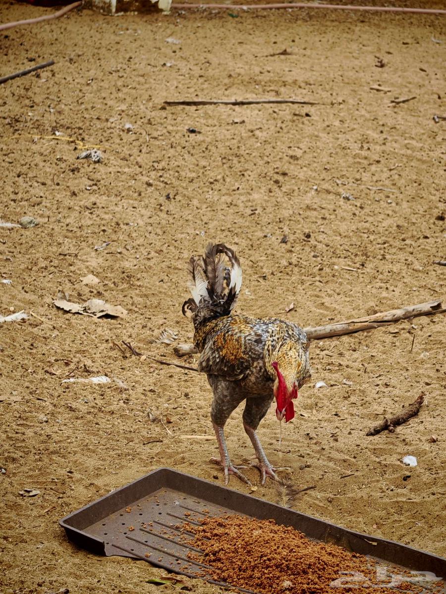 دجاج بلدي للبيع في ناوان غرب البقاقير64494468635394111