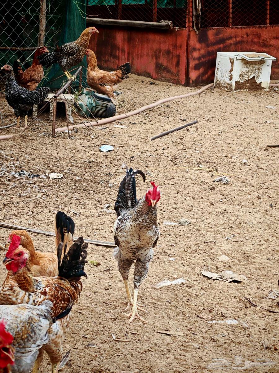 دجاج بلدي للبيع في ناوان غرب البقاقير64494468635394114