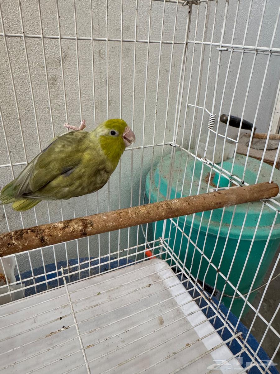 ذكر باروليت باروتليت مني روز (تم البيع)64494468675074110