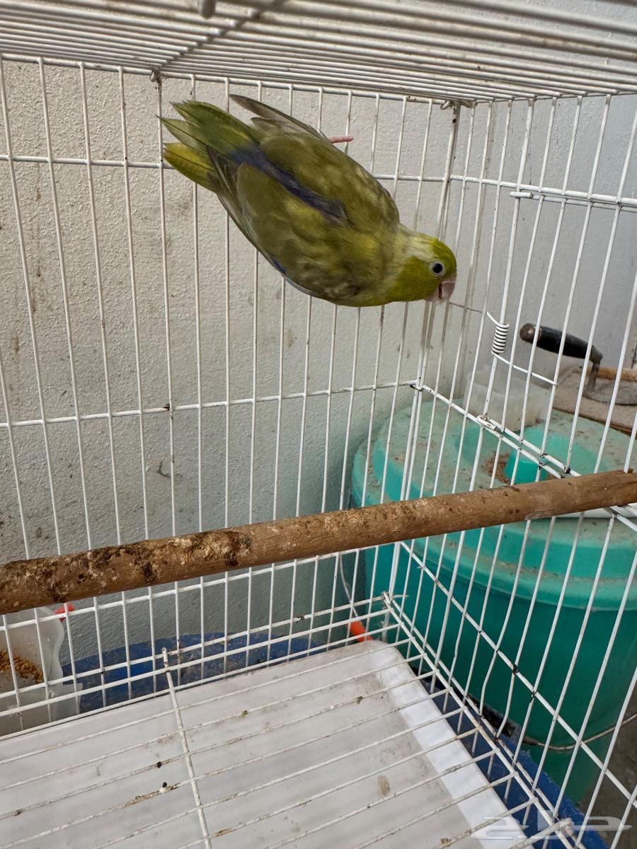 ذكر باروليت باروتليت مني روز (تم البيع)64494468675074112