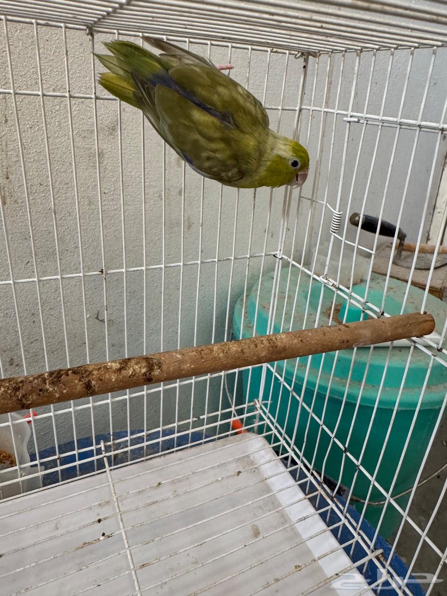 ذكر باروليت باروتليت مني روز (تم البيع)64494468675074111