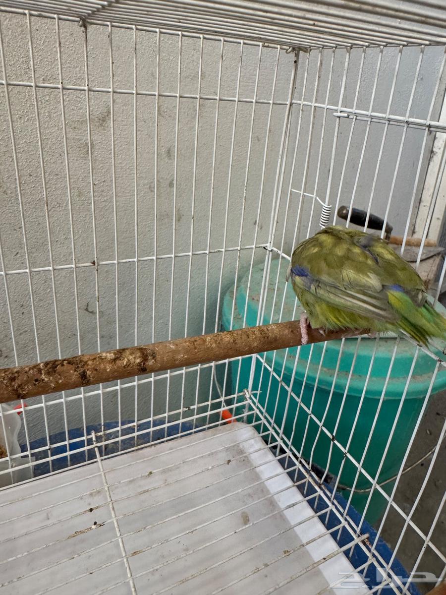 ذكر باروليت باروتليت مني روز (تم البيع)64494468675074114