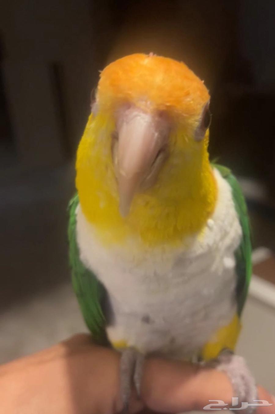 كايك وايت بلي64487305609218111