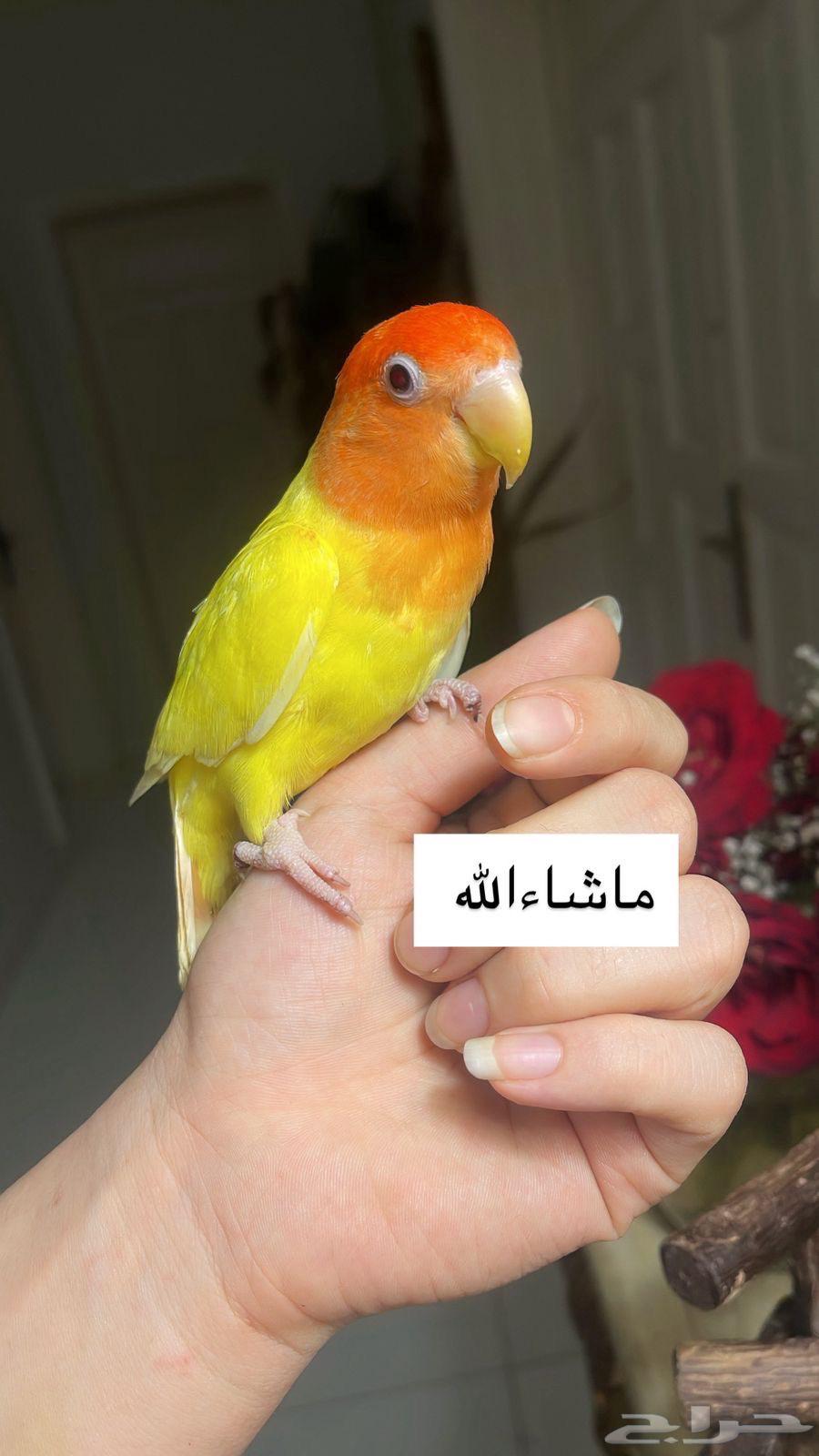 للبيع ببغاء الروز64488865785987110