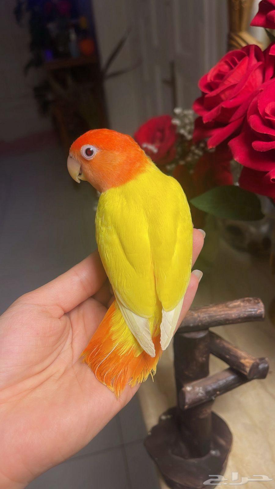 للبيع ببغاء الروز64488865785987113