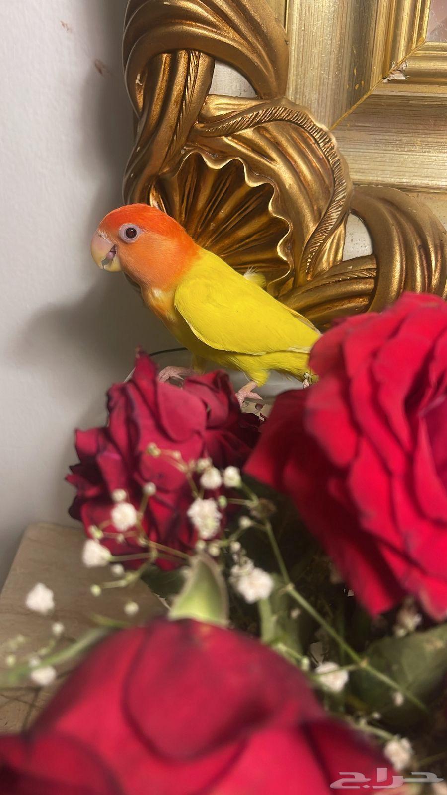للبيع ببغاء الروز64488865785987111