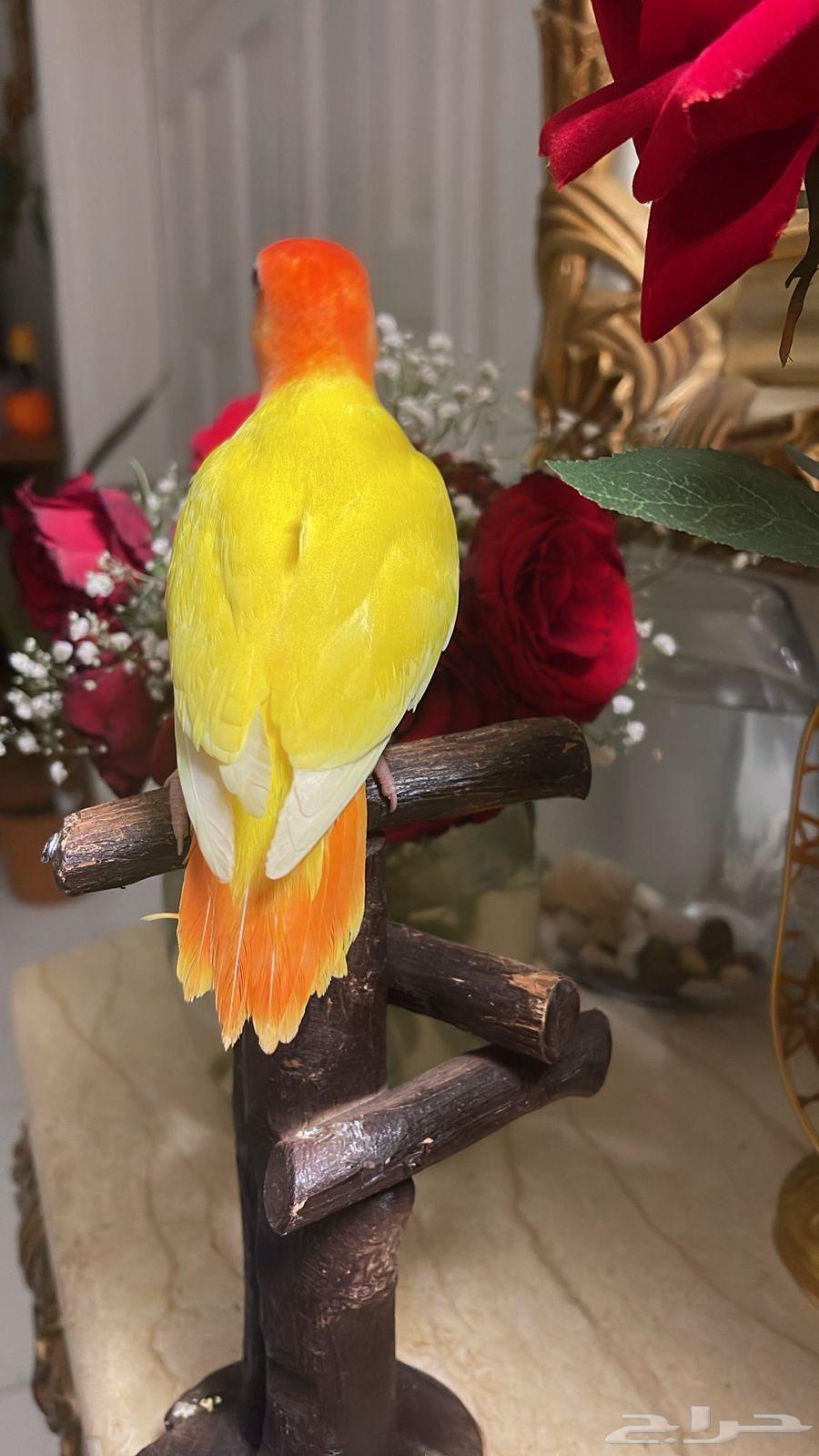 للبيع ببغاء الروز64488865785987112