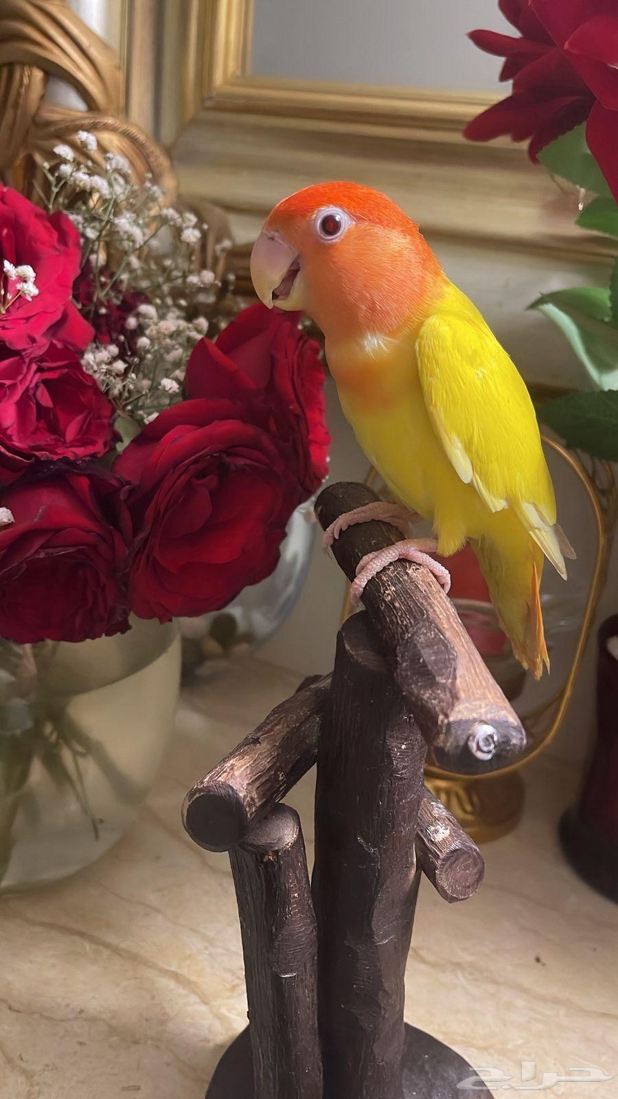 للبيع ببغاء الروز64488865785987114