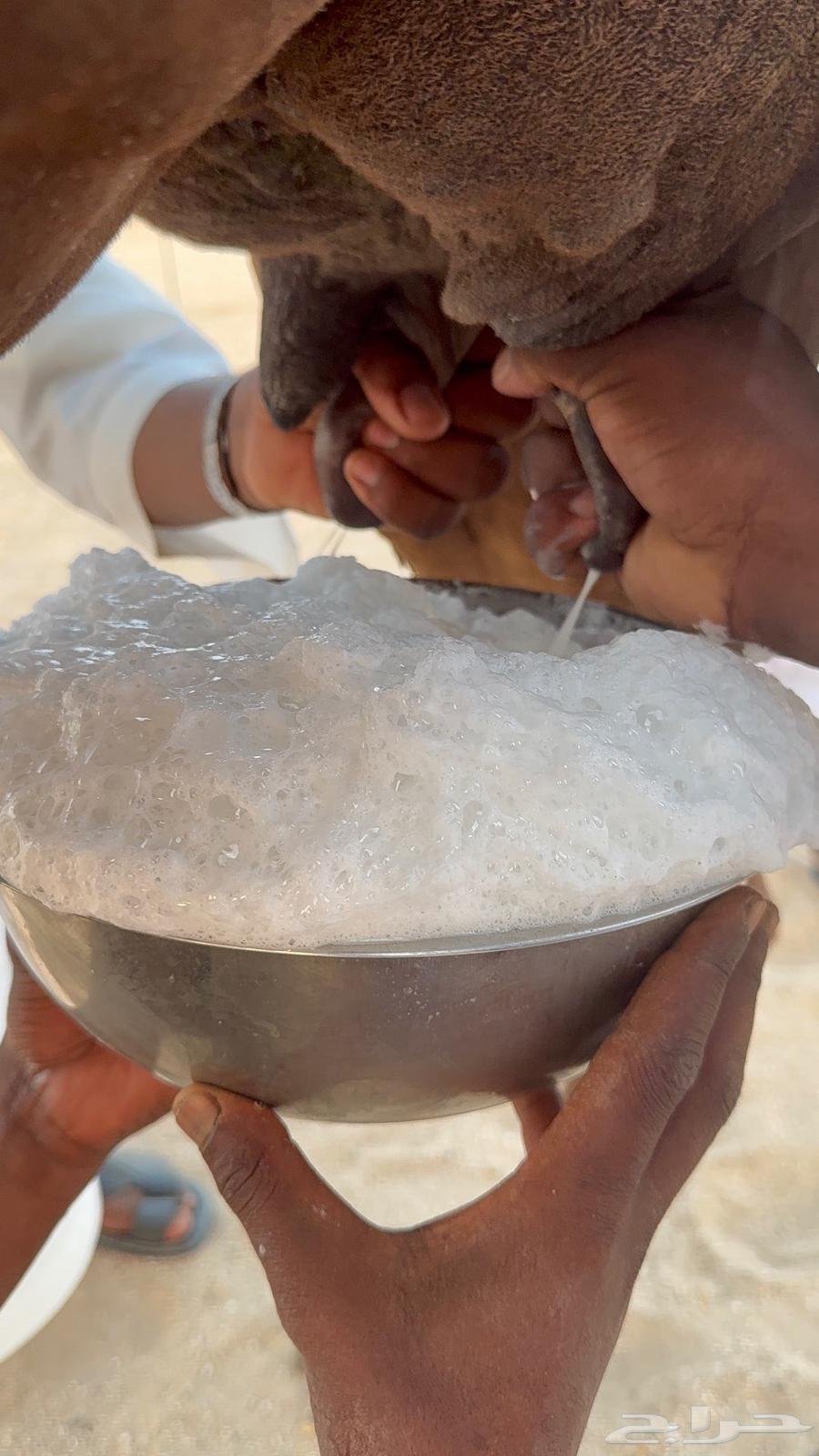 Miniature red camel for milking a bucket of milk64489003463811113