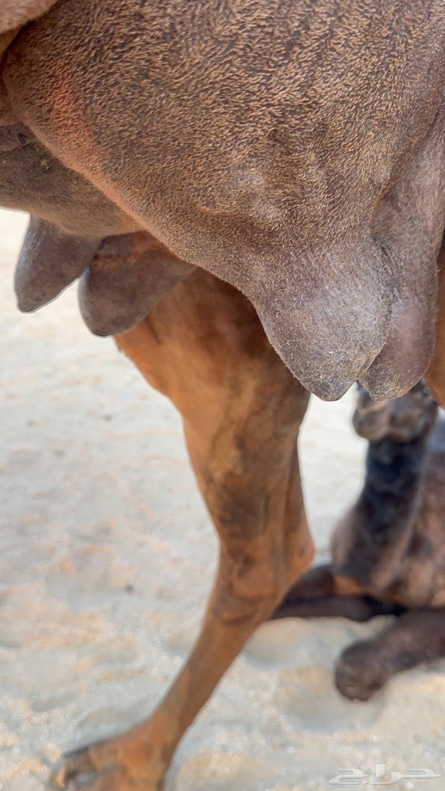 Miniature red camel for milking a bucket of milk64489003463811111