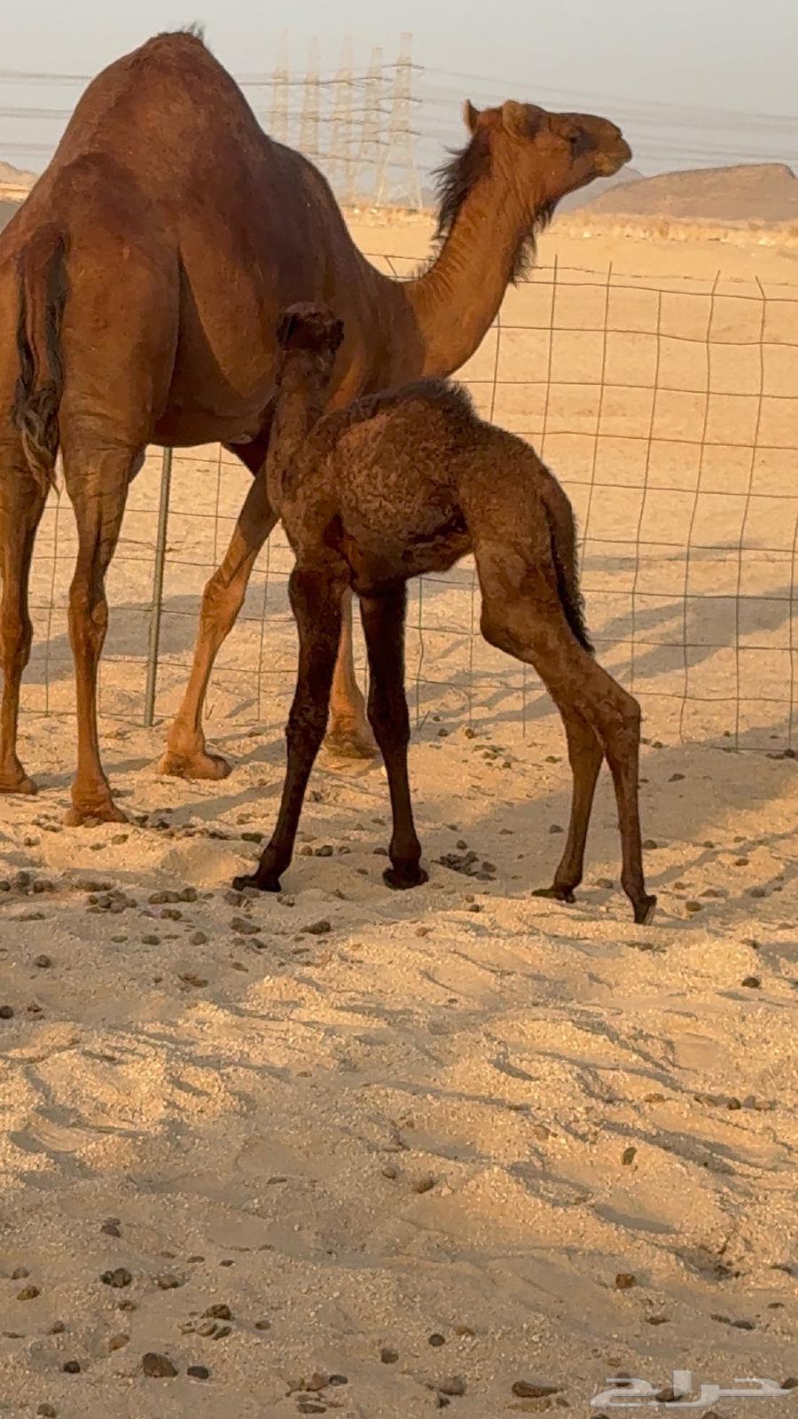 Miniature red camel for milking a bucket of milk64489003463811114