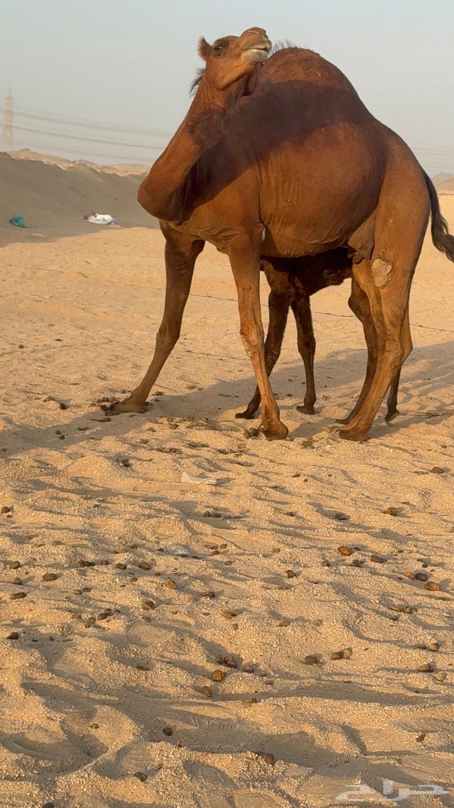 Miniature red camel for milking a bucket of milk64489003463811112
