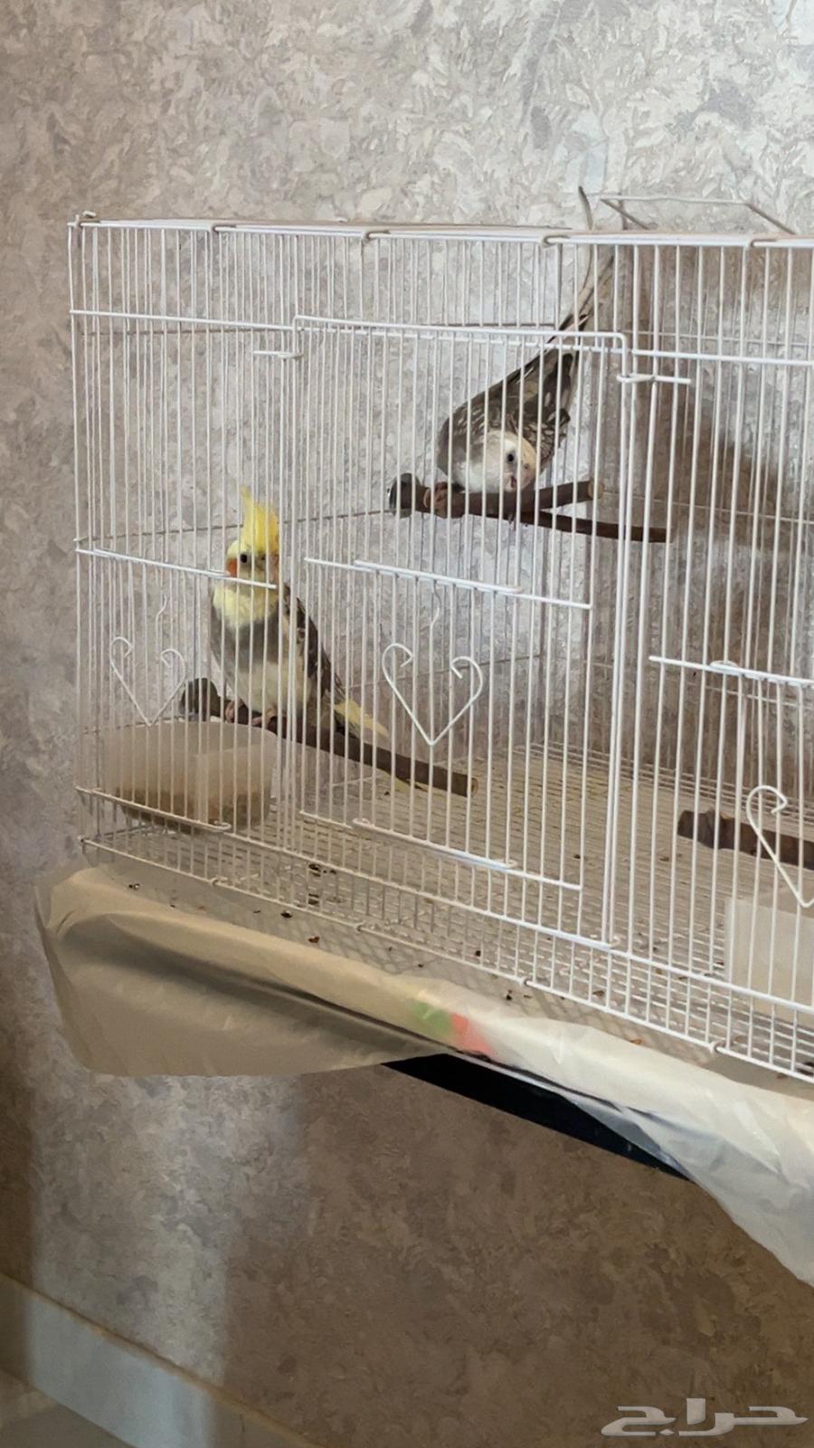 2طيور كروان64490372183041111