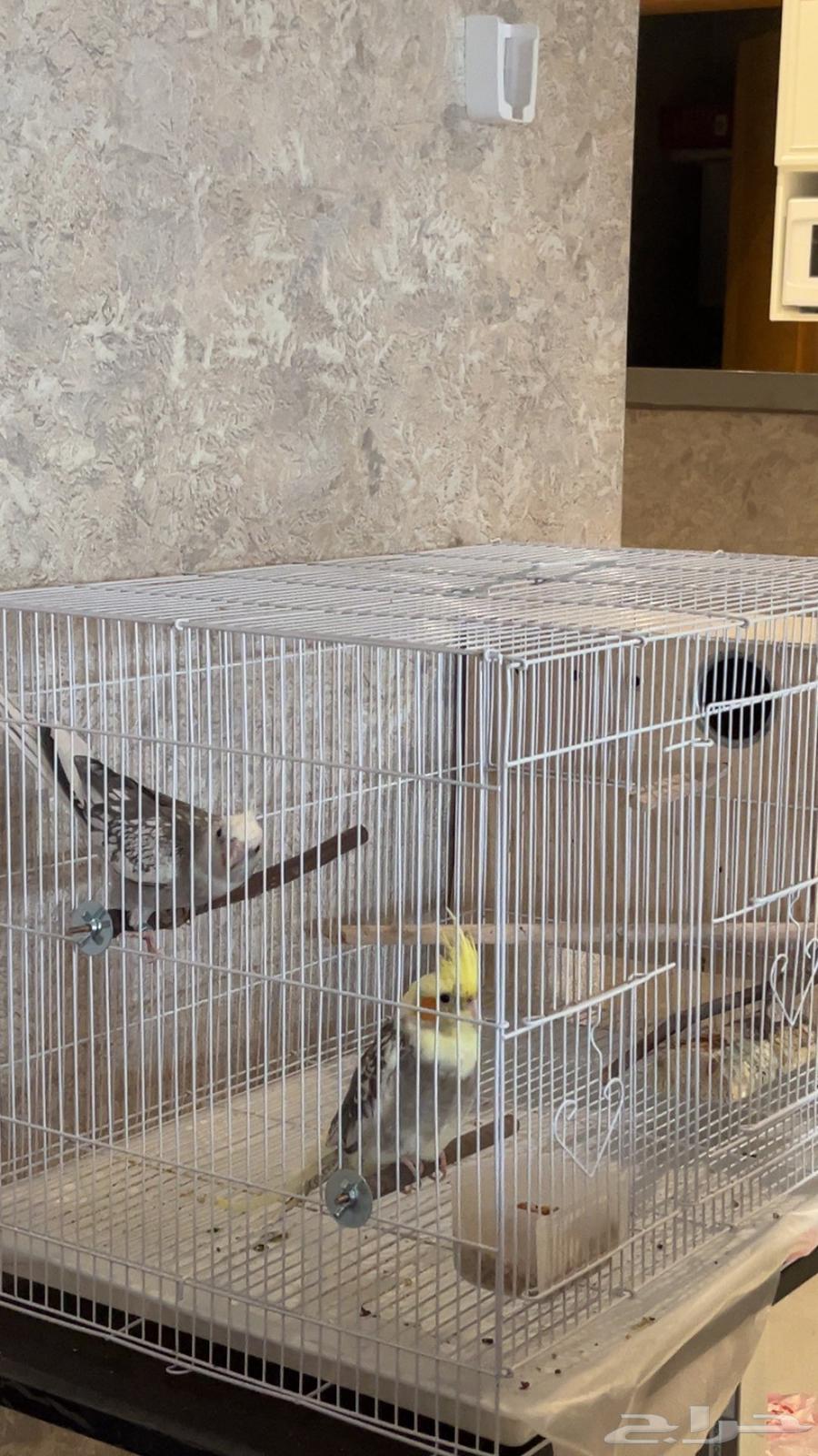 2طيور كروان64490372183041110